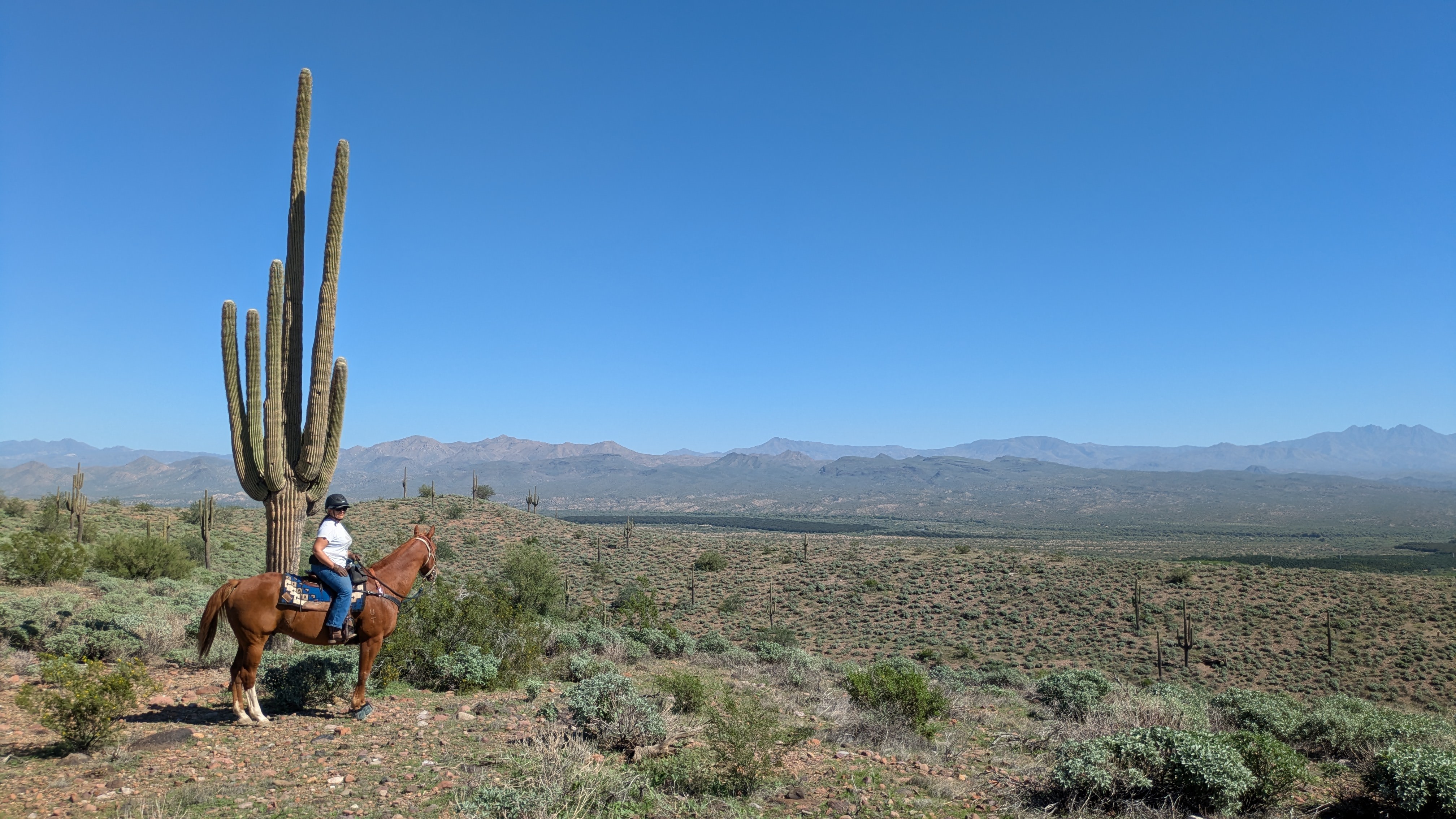 background image of the sonoran desert