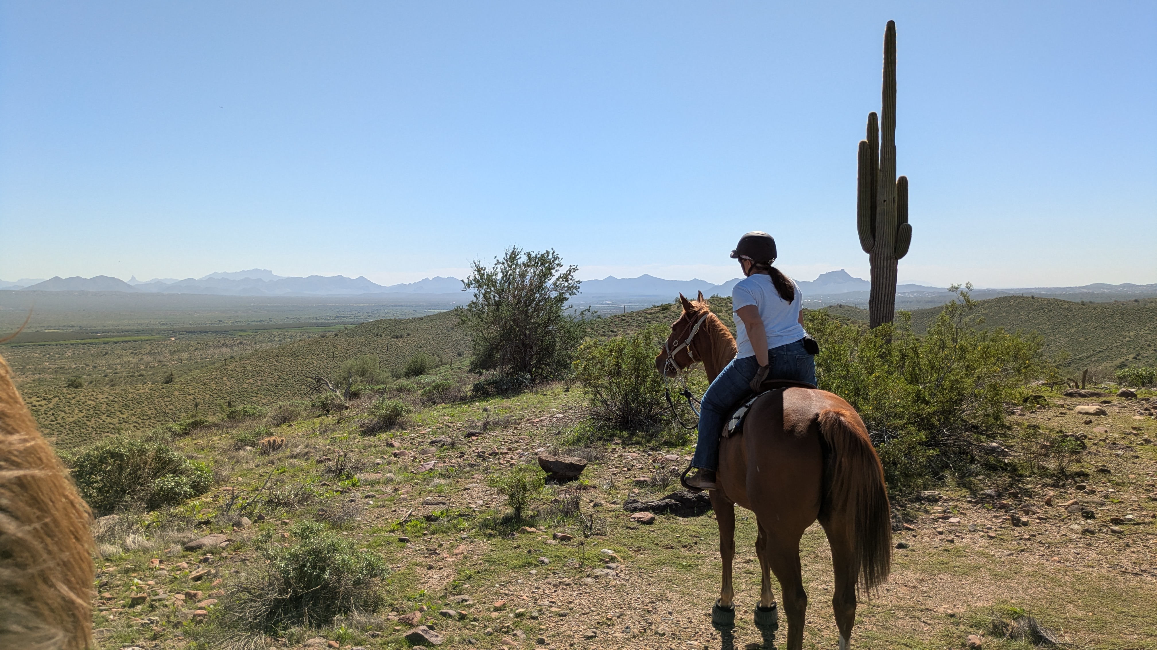 background image of the sonoran desert